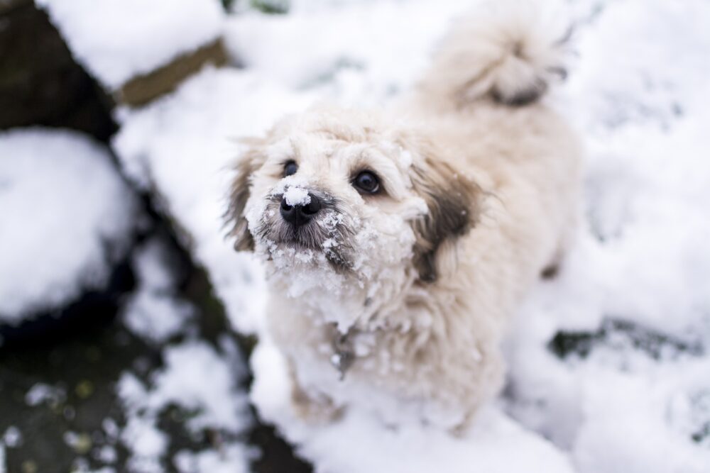 cortes de pelo en perros cuando llega el invierno