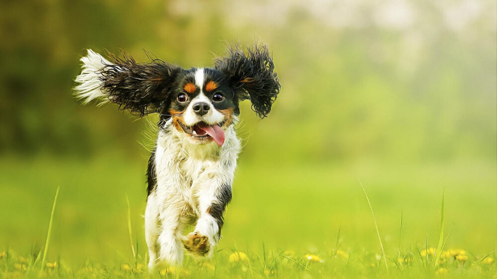 Races de chiens
