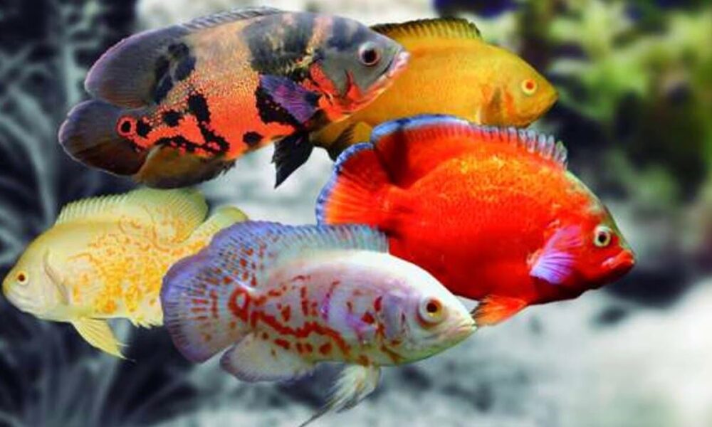 peces más agresivos de agua caliente