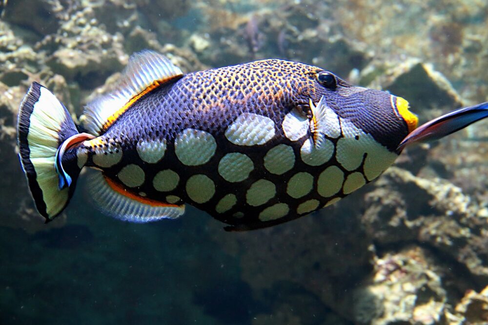 Certains des poissons les plus agressifs ont tendance à être territoriaux.