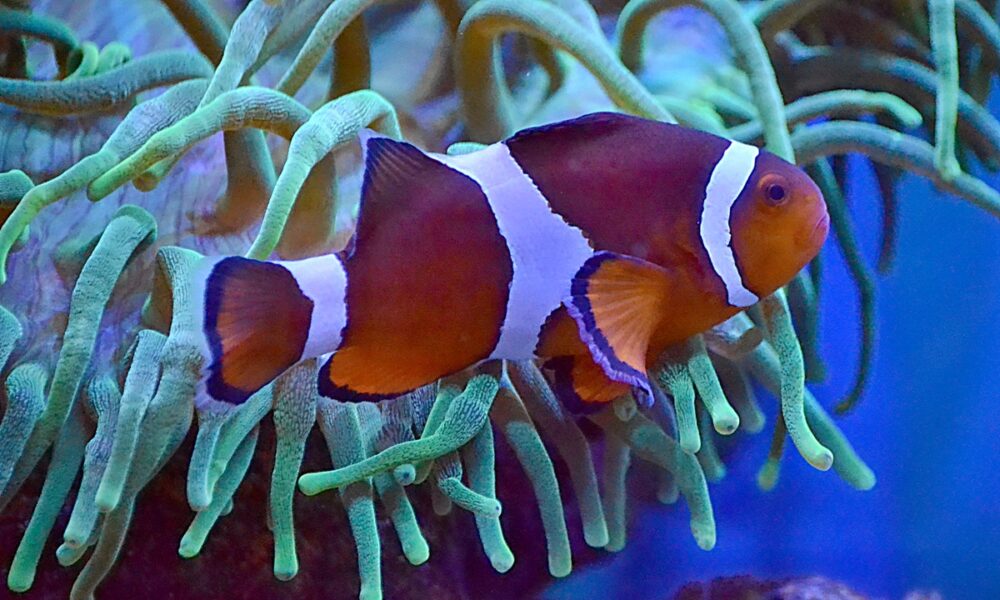 Te presentamos algunos de los peces más agresivos de agua salada
