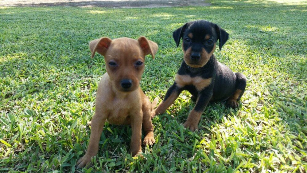razas de perro que más frío pasan en invierno