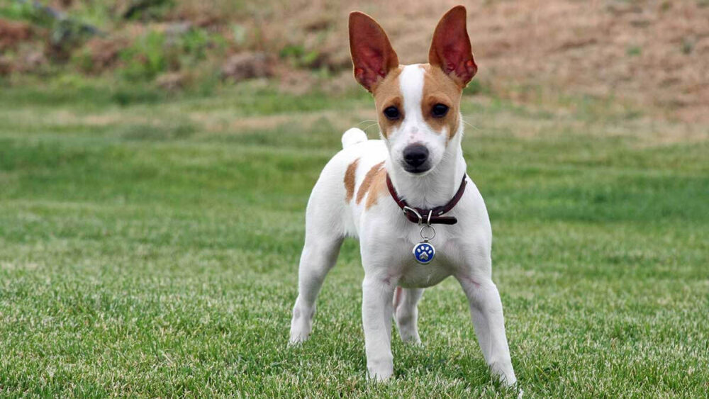 razas de perro que más frío pasan en invierno