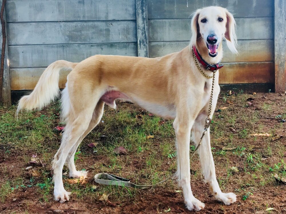 razas de perro que más frío pasan en invierno