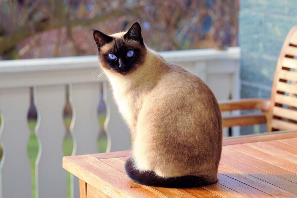 les races de chats les plus domestiques et affectueuses