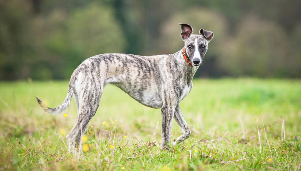 Whippet