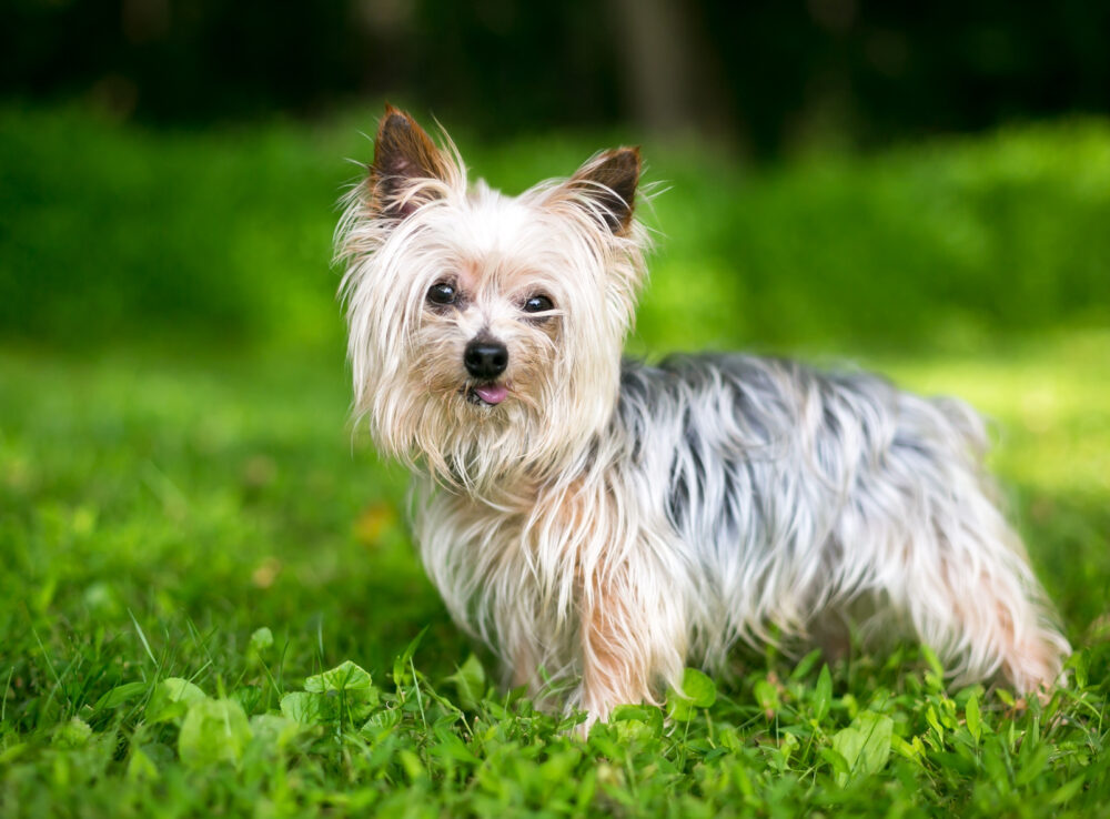 razas de perro que más frío pasan en invierno