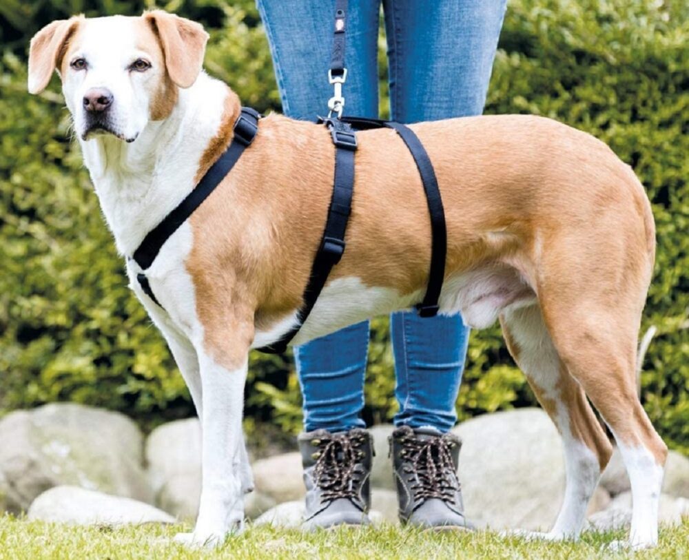 Arneses de 3 puntos para perros