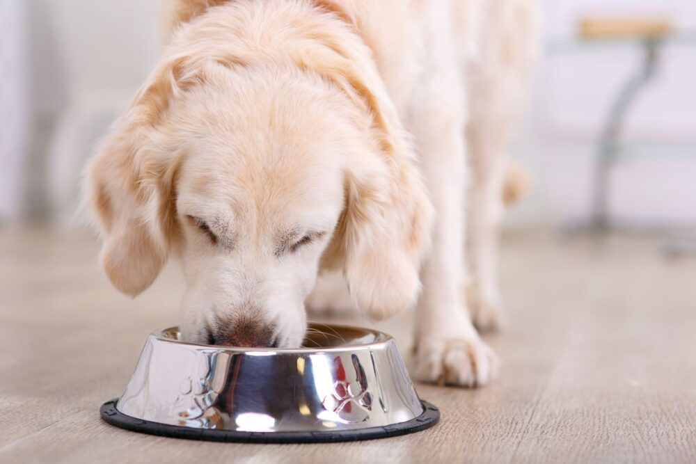 Comida deshidratada para perros