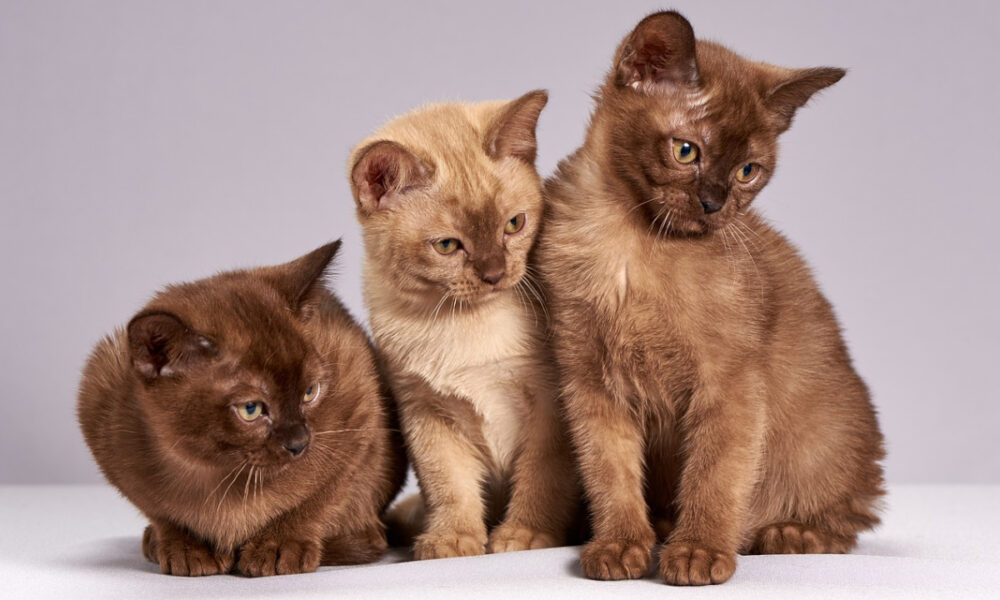 Consejos para tener tu primer gato