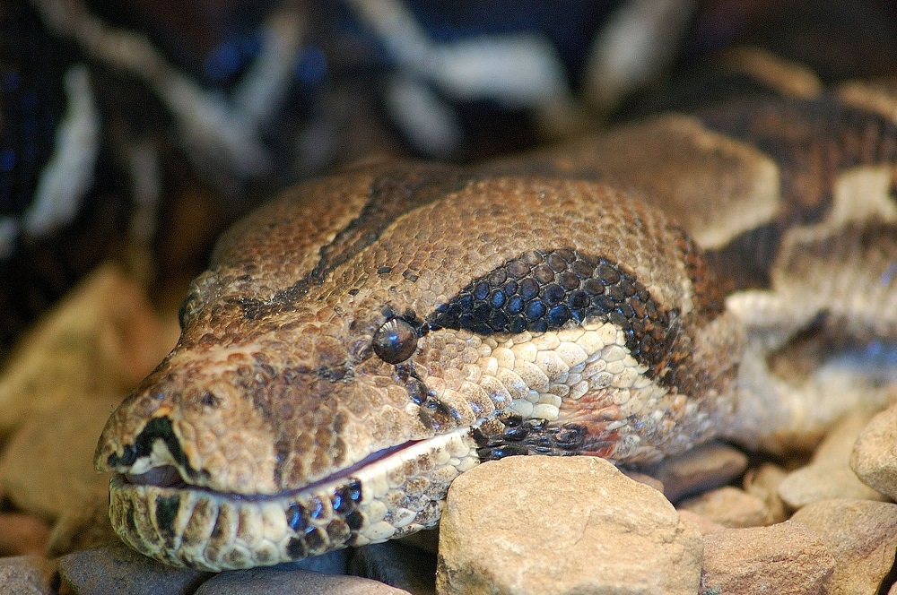Quelles sont les différences entre les pythons et les boas ?