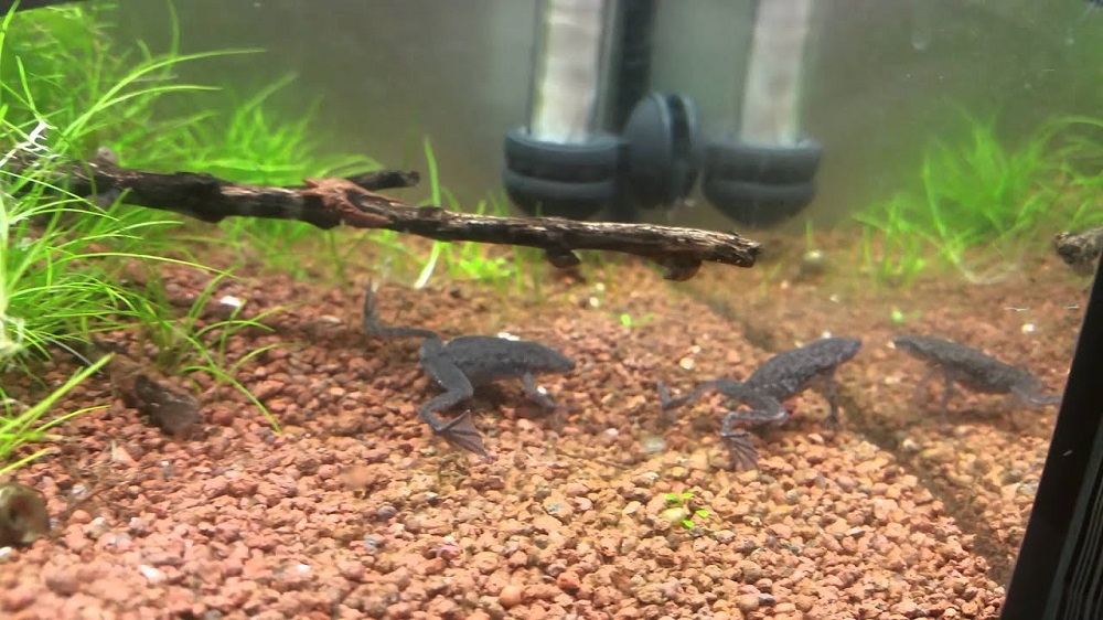 Aquariums avec grenouilles d'eau chaude