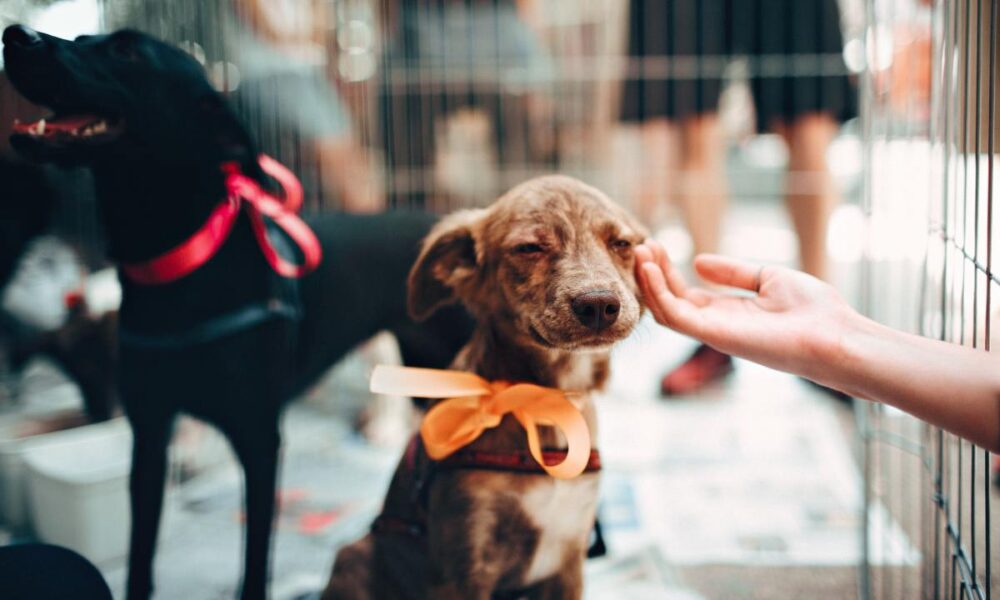 adoptar un perro en Asturias