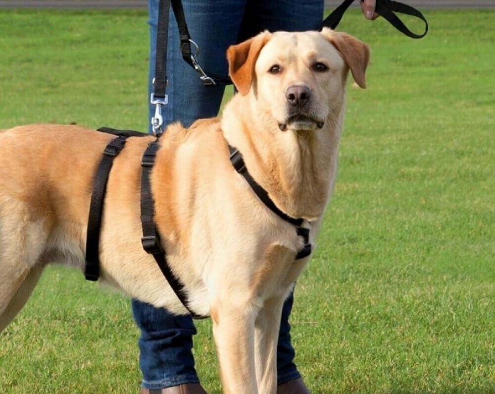 Harnais pour chien à 3 points ou harnais anti-fuite