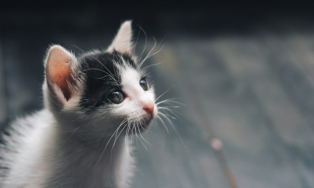 Descubre las ventajas de la dieta BARF en gatos