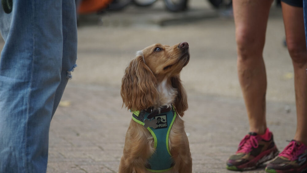 chien jaloux