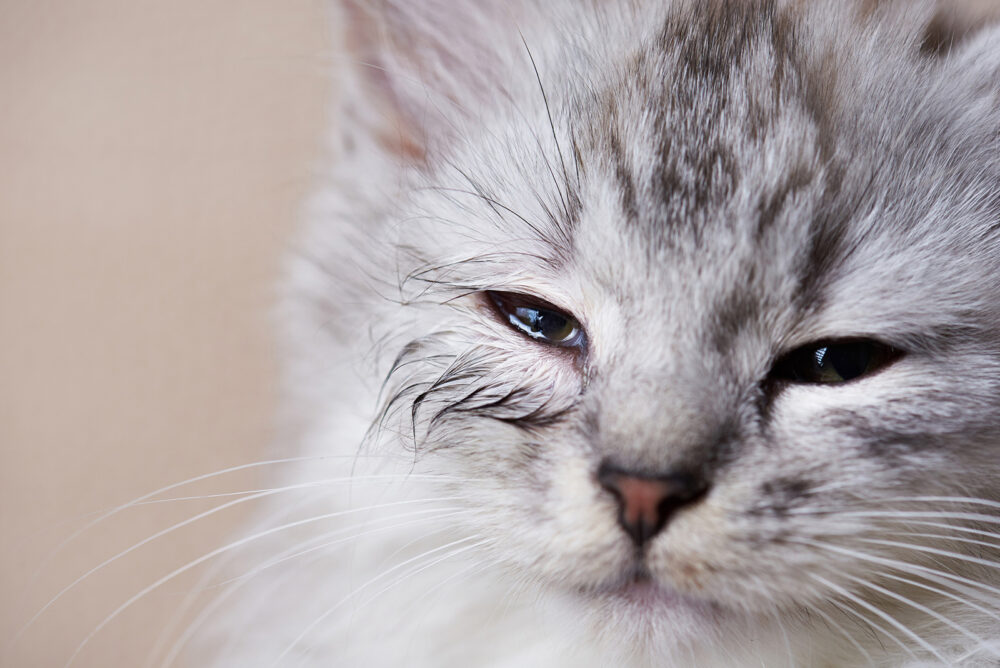 conjuntivitis en gatos