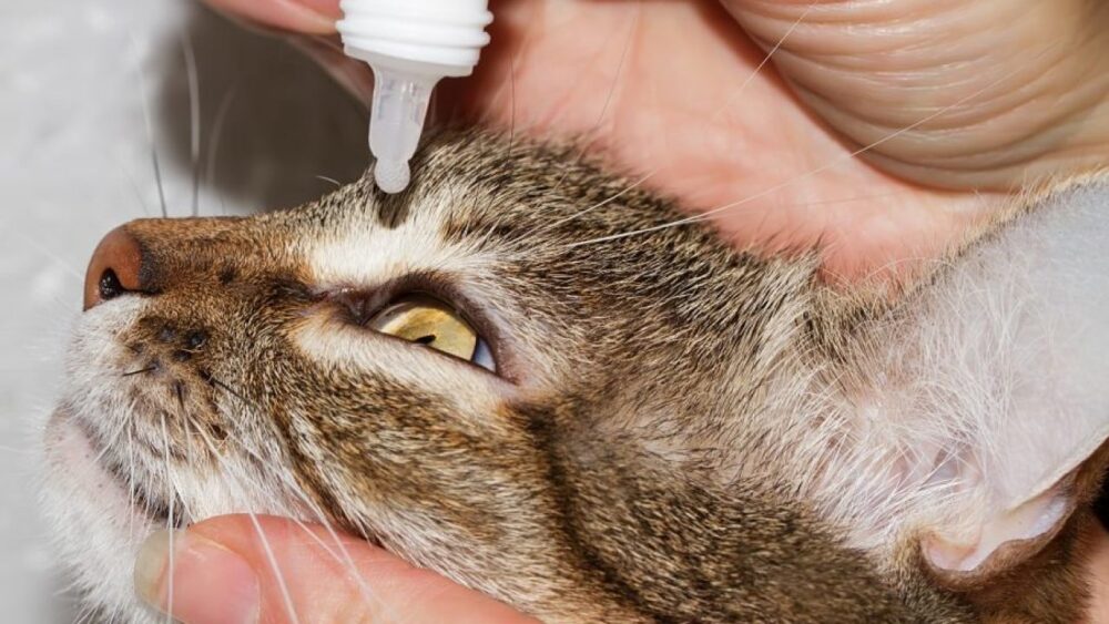 conjonctivite chez le chat