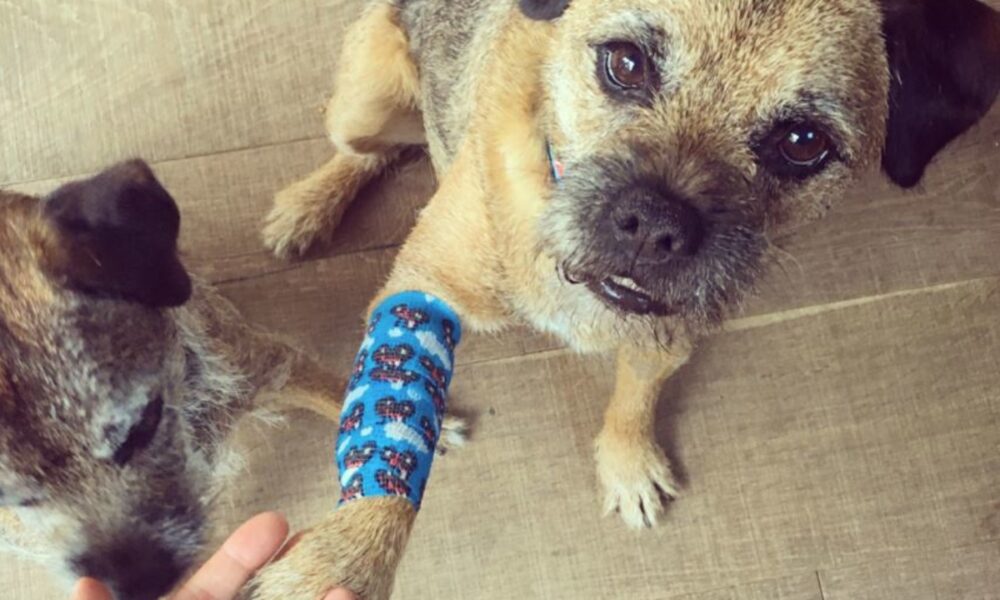 consejos para curar heridas a un perro