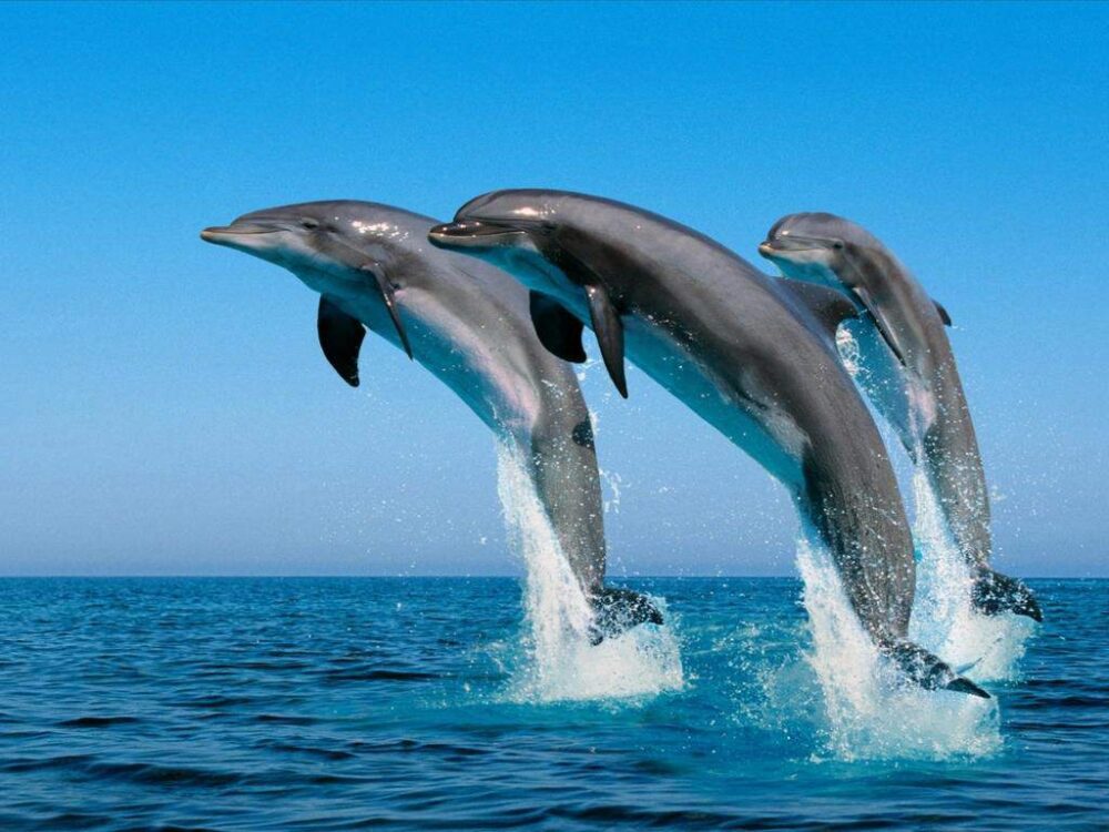 animales más inteligentes del mundo