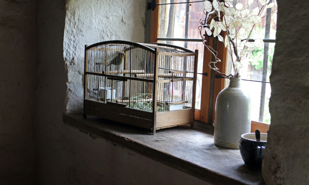Dónde poner la jaula de un pájaro