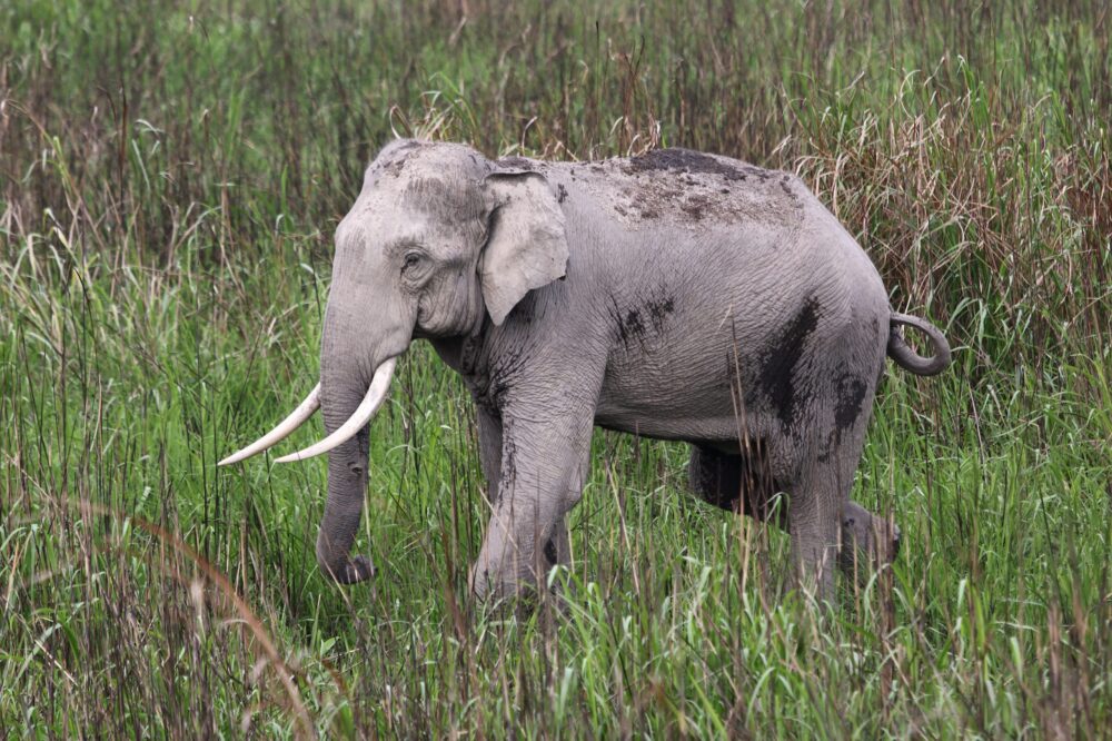 comercio ilegal en las especies de animales