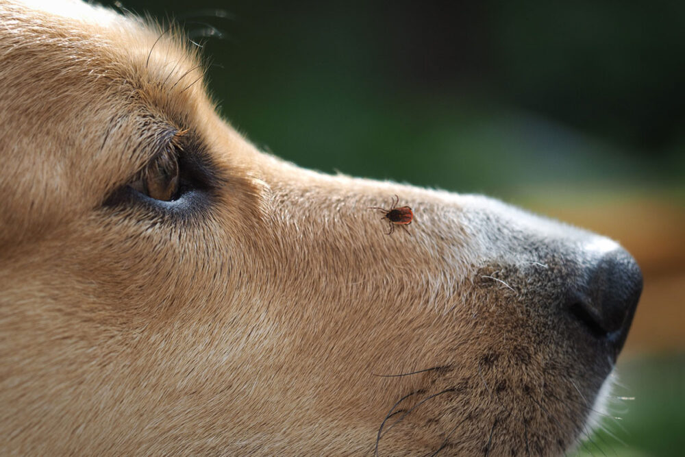 tratamientos para evitar las garrapatas en perros