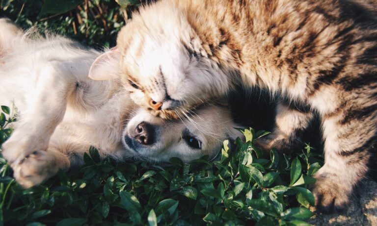 Descubre por qué es importante la vitamina E para perros y gatos