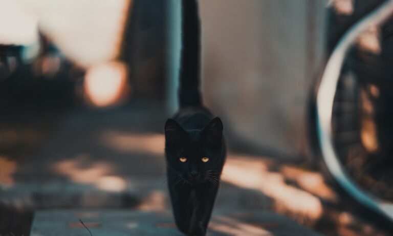 Découvrez quoi faire avec un chat abandonné