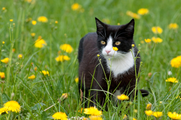 traitements pour prévenir les tiques chez les chats