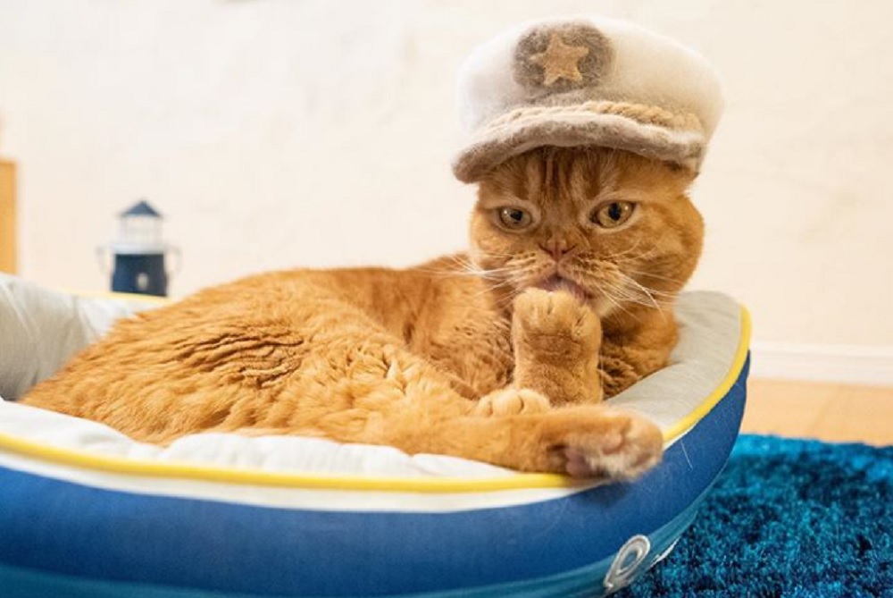 Los Sombreros hechos con pelo de gato nacieron en Japón, pero también los hay en Rusia