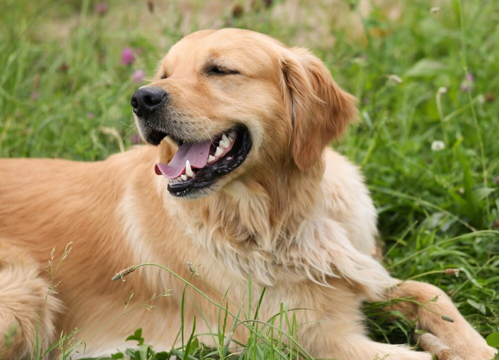 Golden Retriever, la meilleure race de chien à avoir comme premier animal de compagnie
