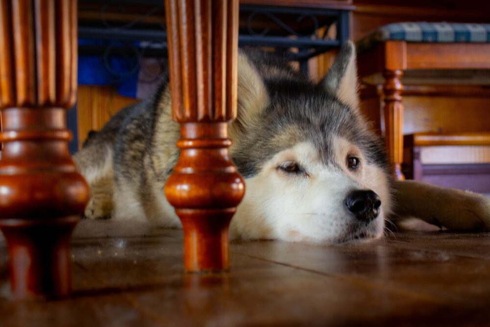 husky siberiano