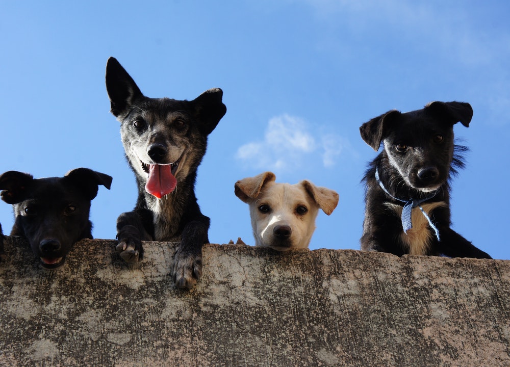Avec de la patience, vous pouvez apprendre à votre chien à ne pas aboyer à la maison même lorsqu'il est seul.