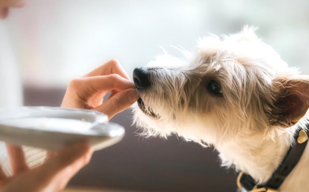 tratamientos para evitar las garrapatas en perros