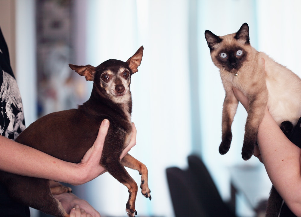 La vitamina E para perros y gatos es sumamente importante si queremos verlos sanos