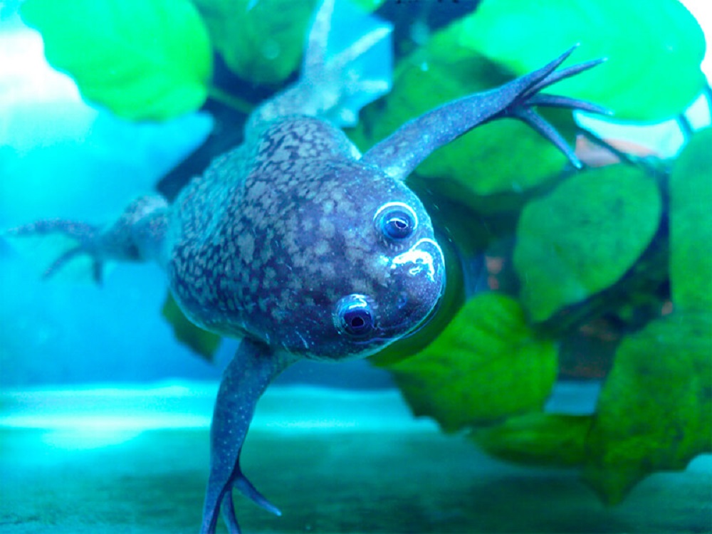 Types de grenouilles que vous pouvez garder dans un aquarium d'eau chaude