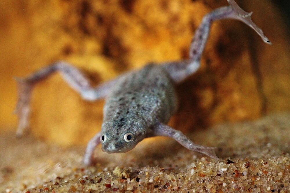Tipos de ranas se pueden tener en un acuario de agua caliente