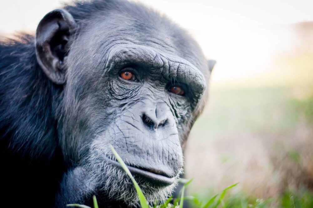 animales más inteligentes del mundo