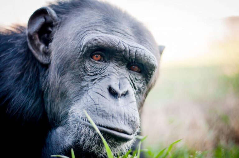 animales más inteligentes del mundo