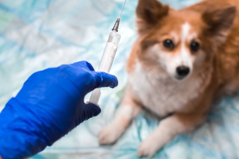 Vacuna del coronavirus para mascotas