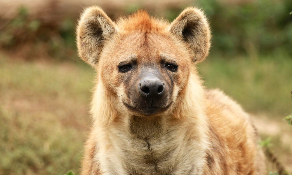 Hábitos de los animales necrófilos