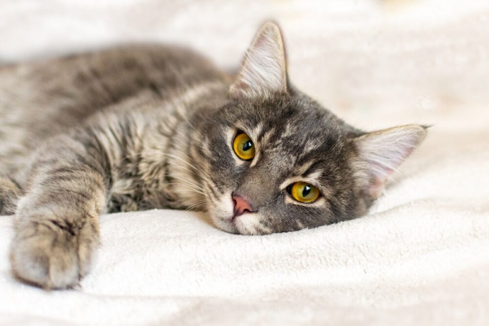 bartonella en gatos