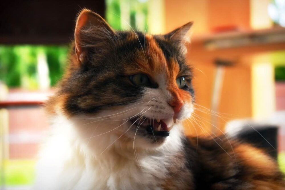 bartonella chez les chats