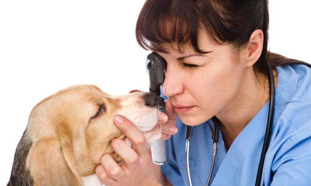 blefaritis en animales
