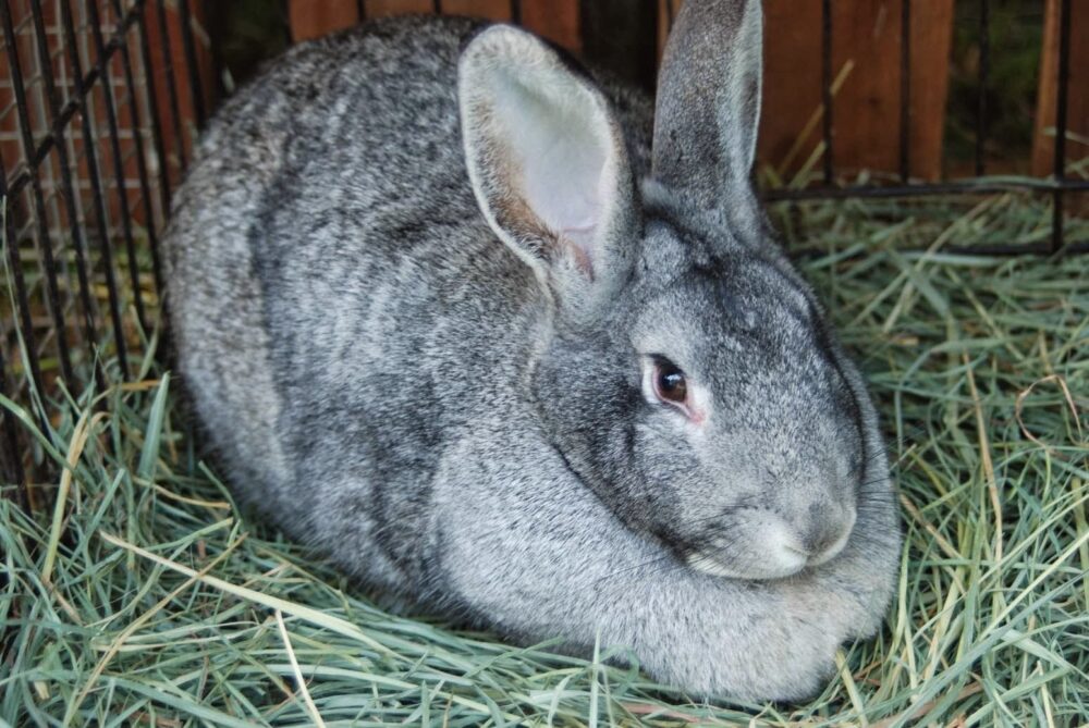 très gros lapins