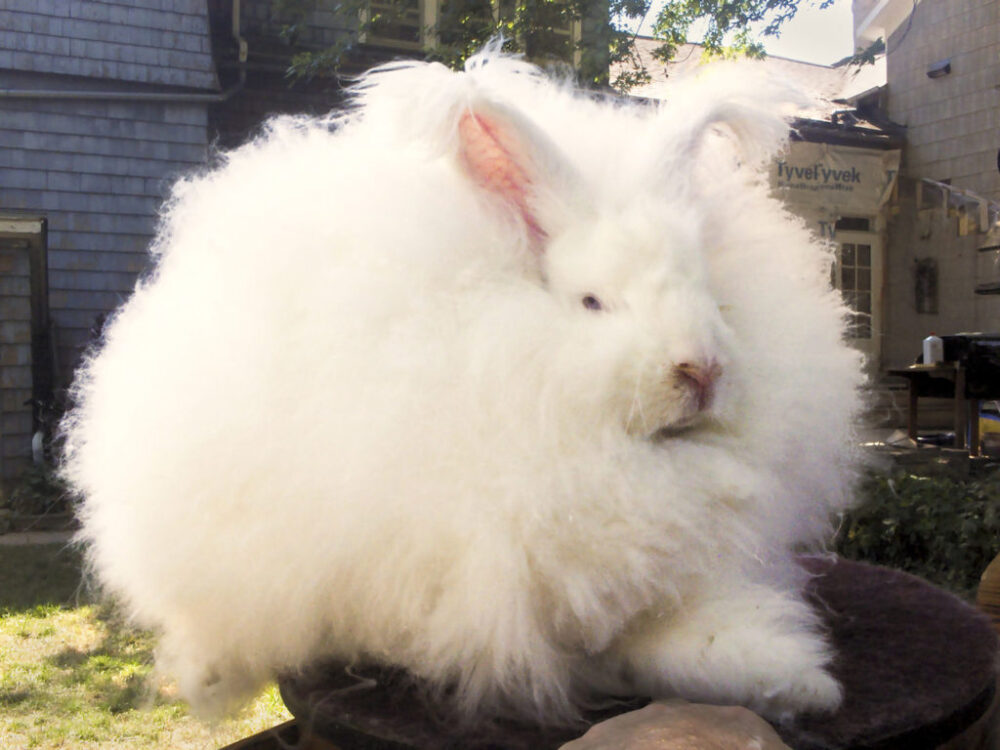Lapin angora géant