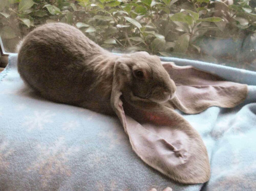 très gros lapins