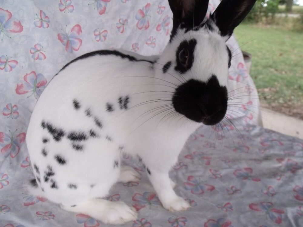 Lapin tacheté anglais