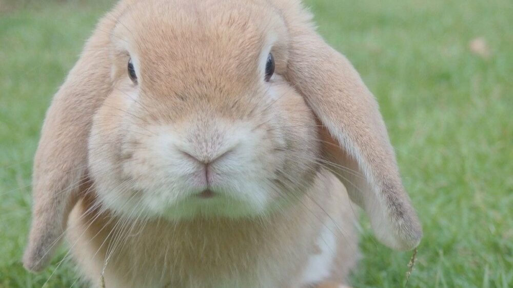 très gros lapins
